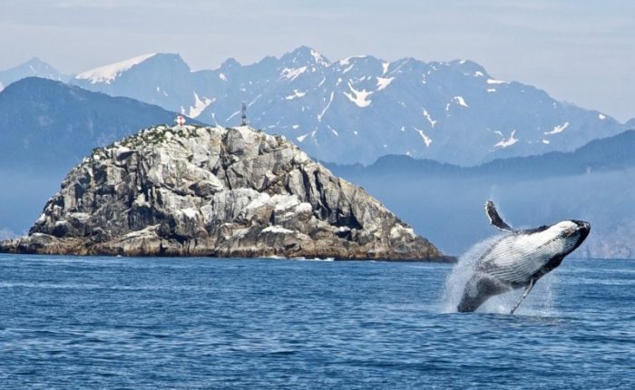 クジラやアザラシの生息地 世界遺産バルデス半島 スールトレック